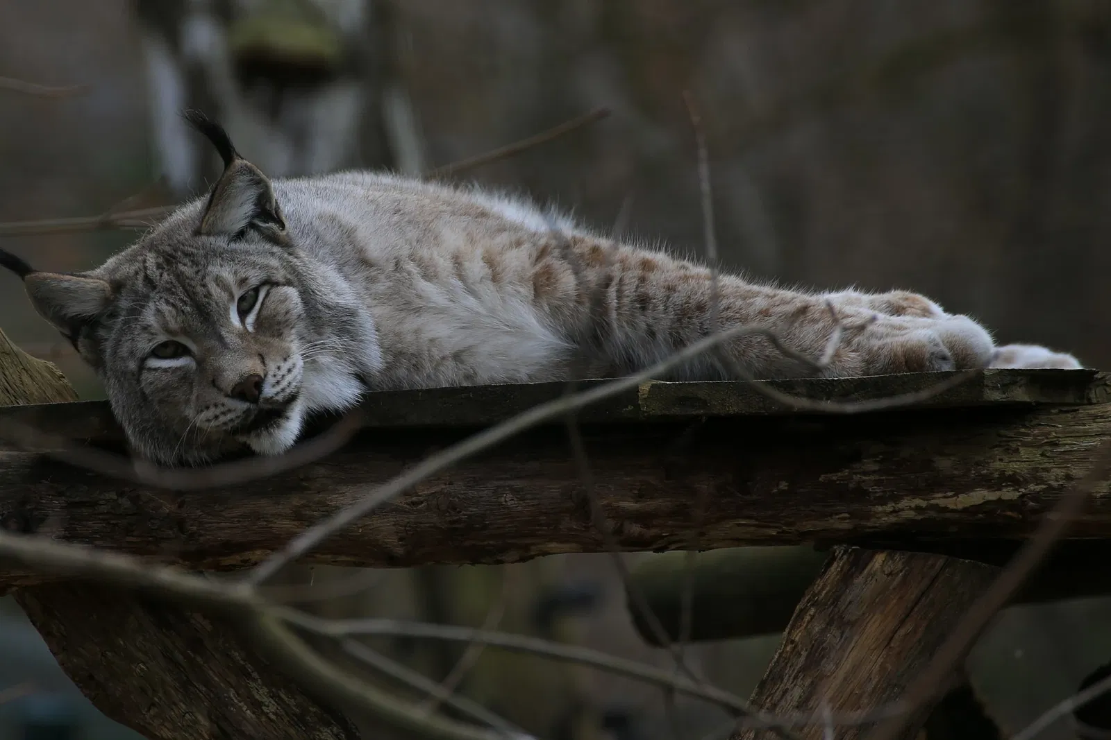 Tierpark Weißwasser