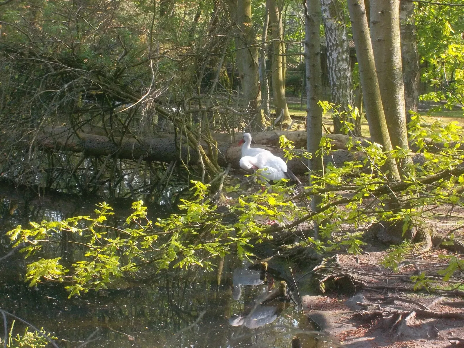 Tierpark Weißwasser