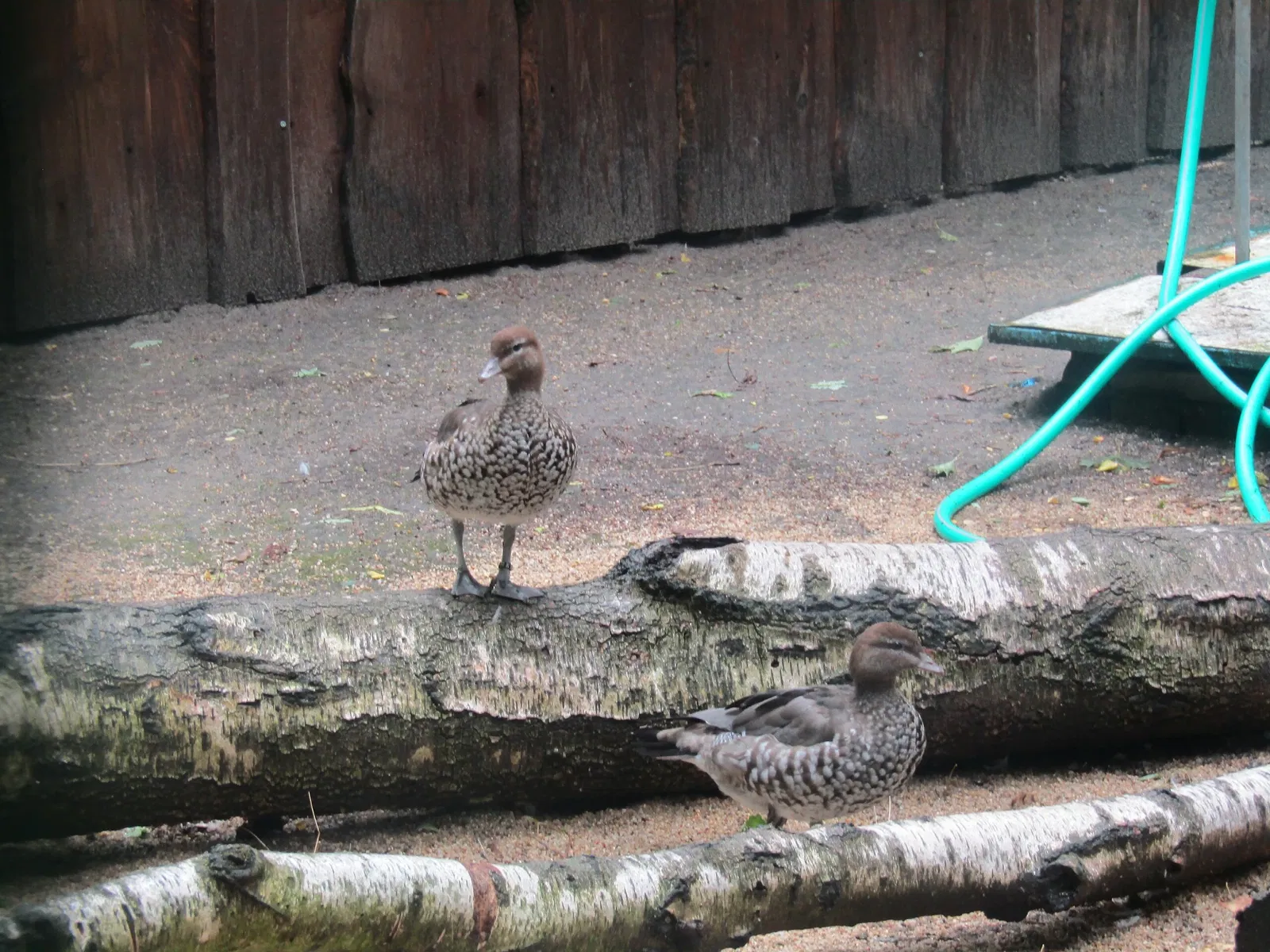 Tierpark Weißwasser