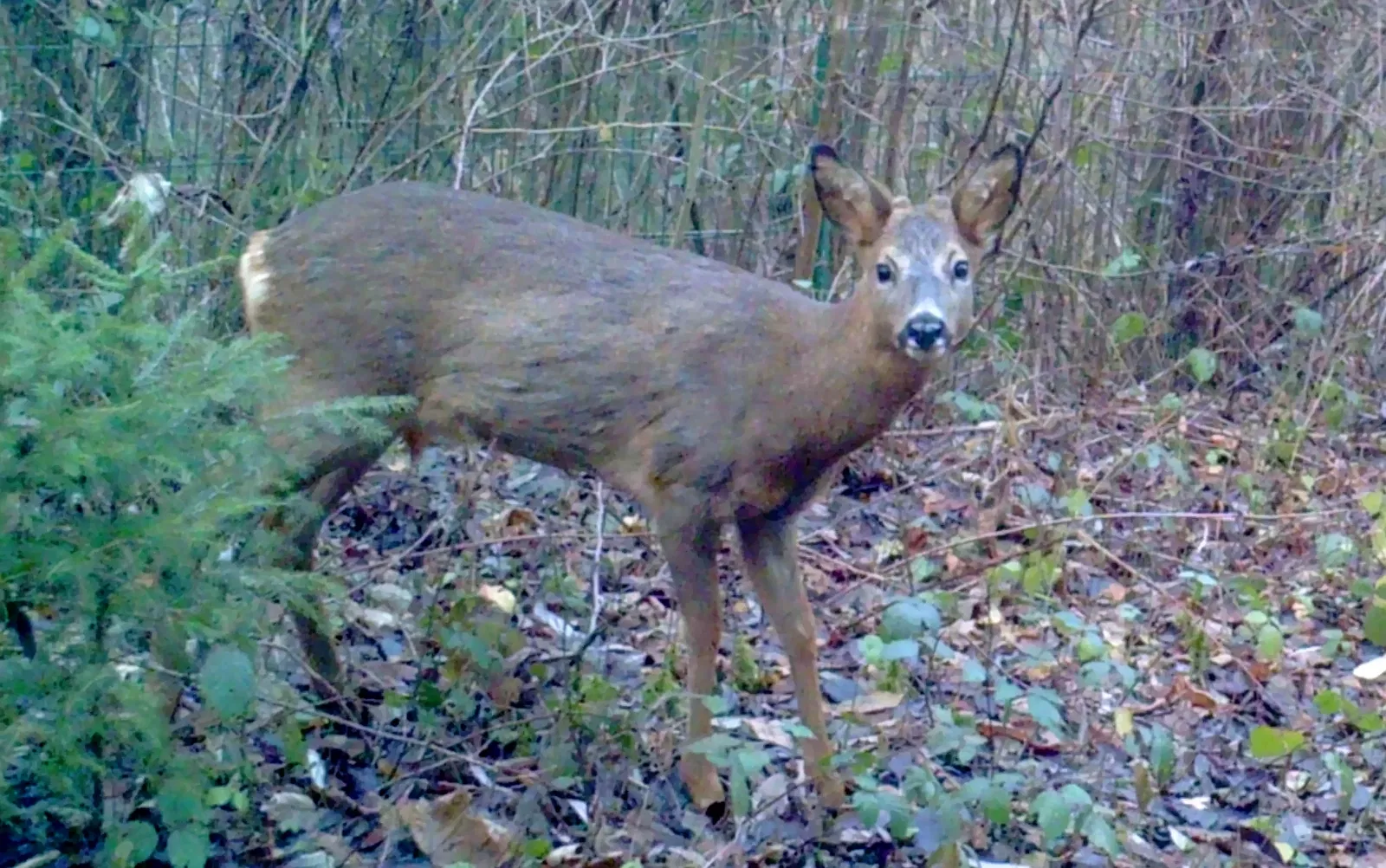 Roscheider Hof Open Air Museum