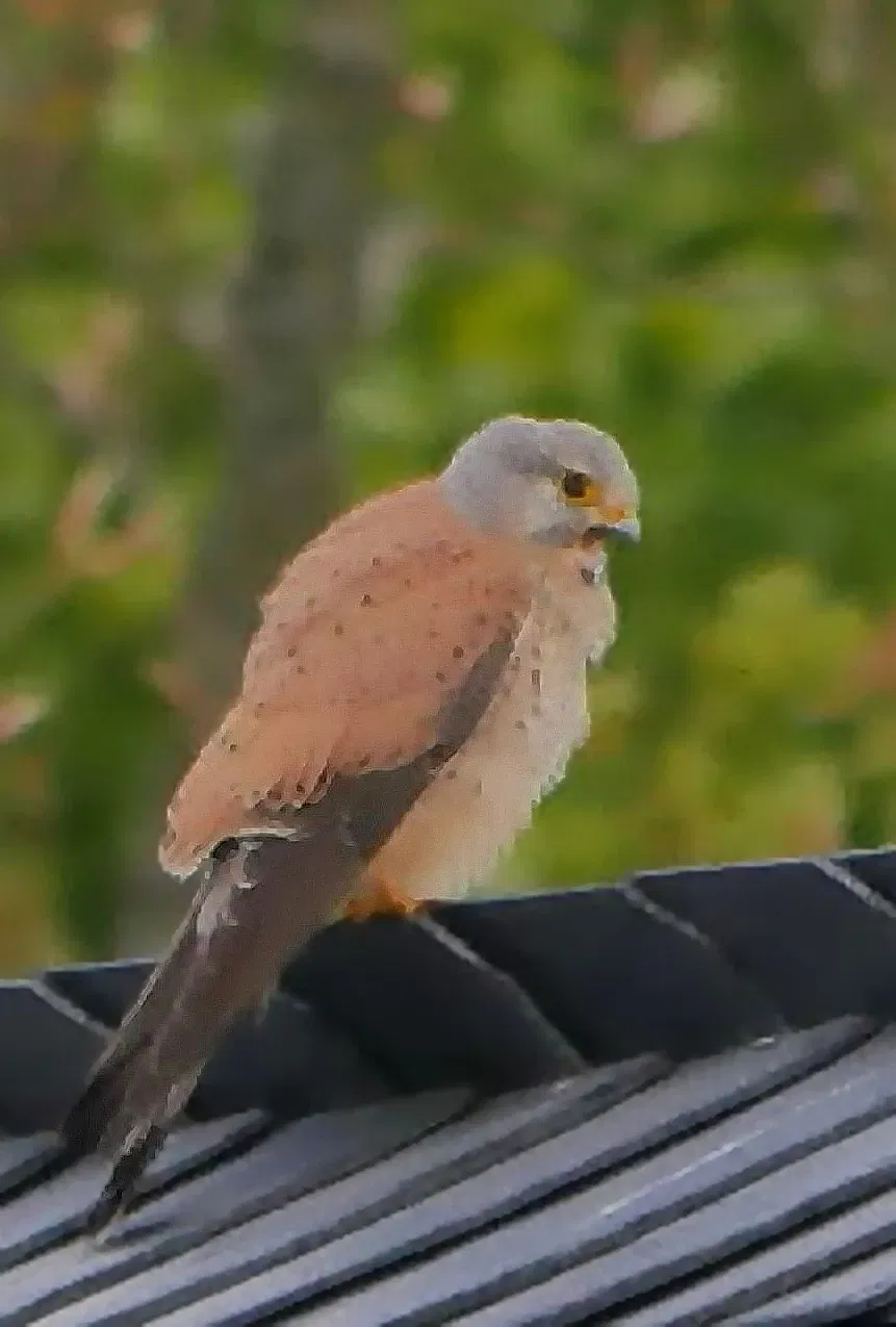 Roscheider Hof Open Air Museum