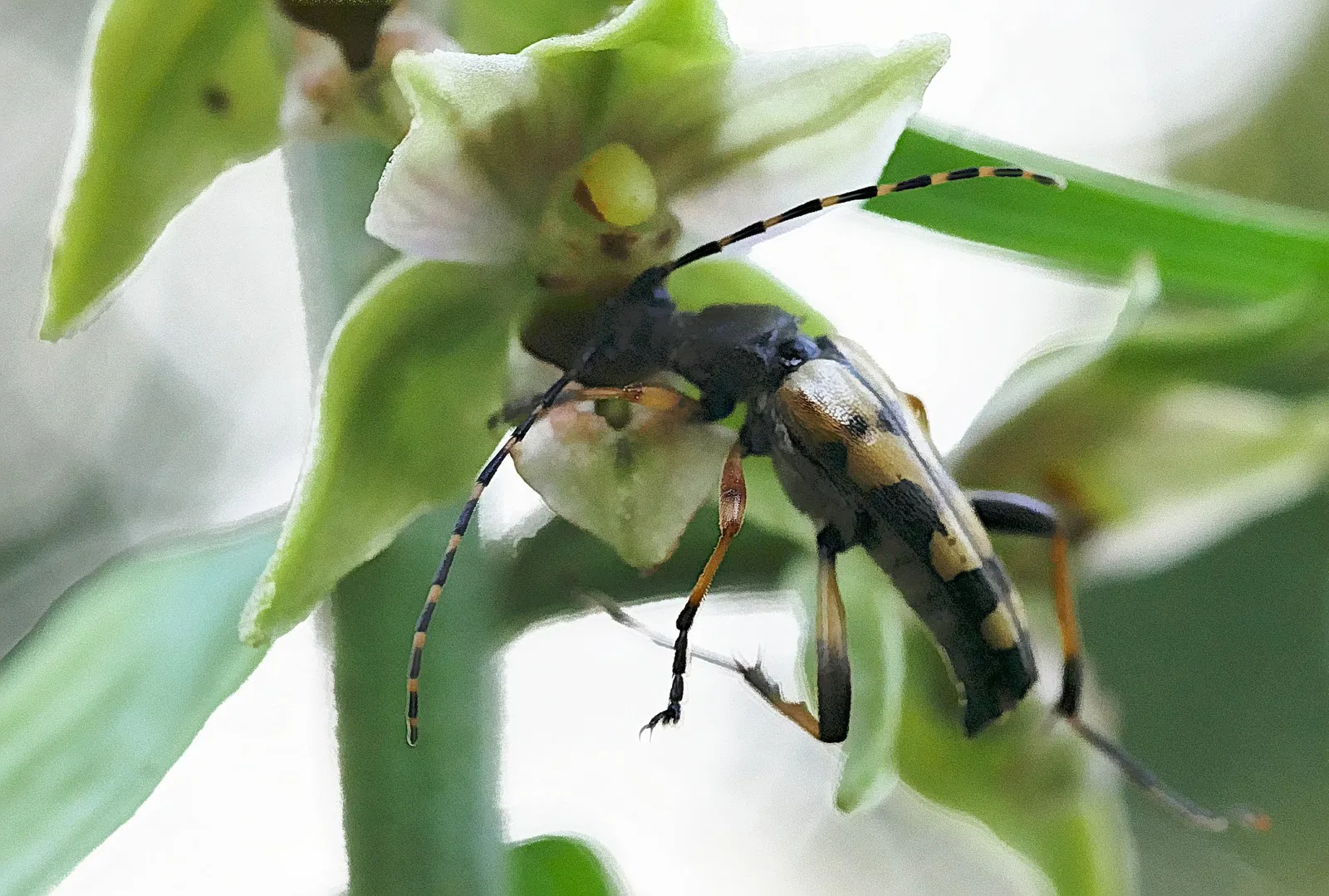 Volkskundig en Openluchtmuseum Roscheider Hof