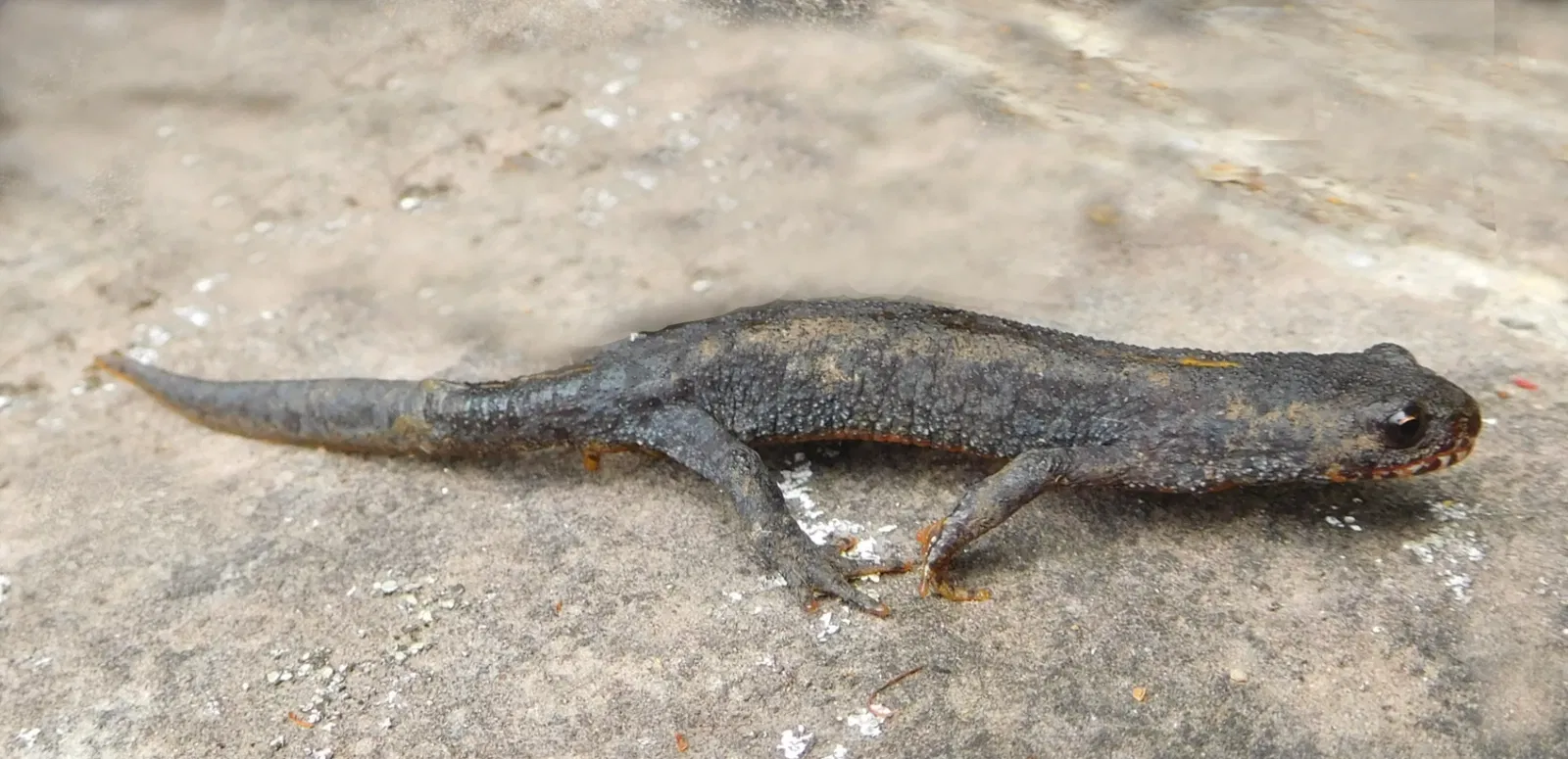 Écomusée Roscheider Hof