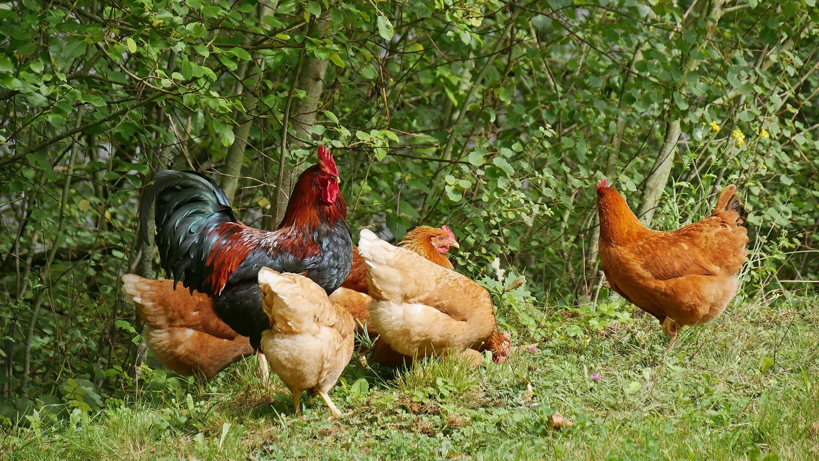 Museo dell'agricoltura a cielo aperto Roscheider Hof