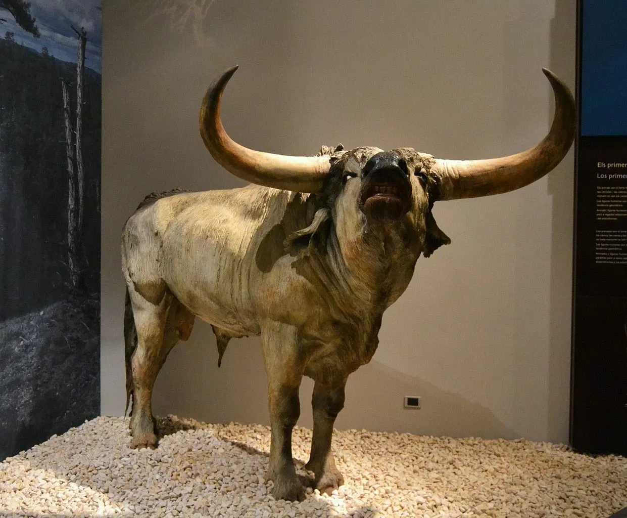 Museu de la Valltorta