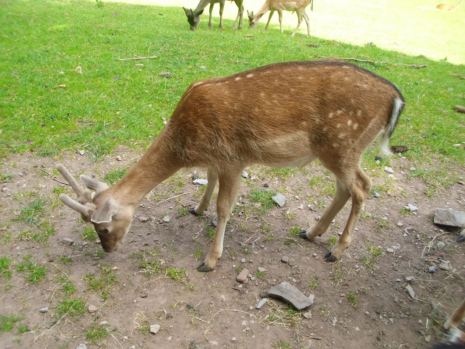 Wildpark Gersfeld