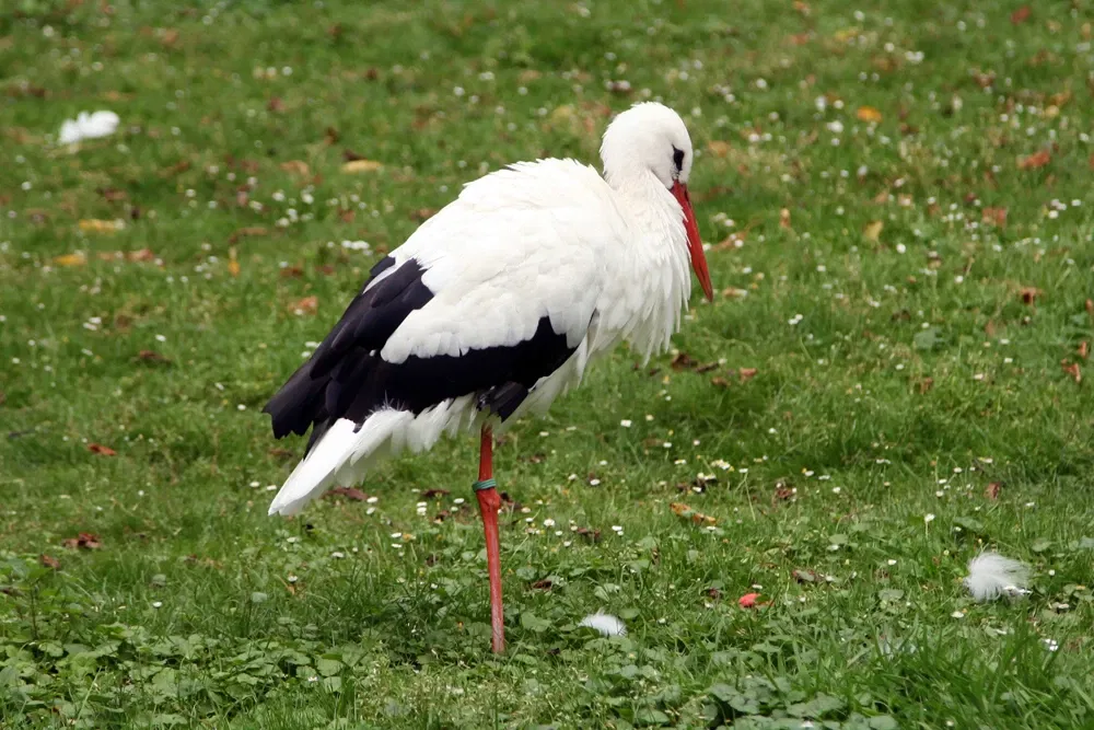 Wild- und Freizeitpark Ostrittrum