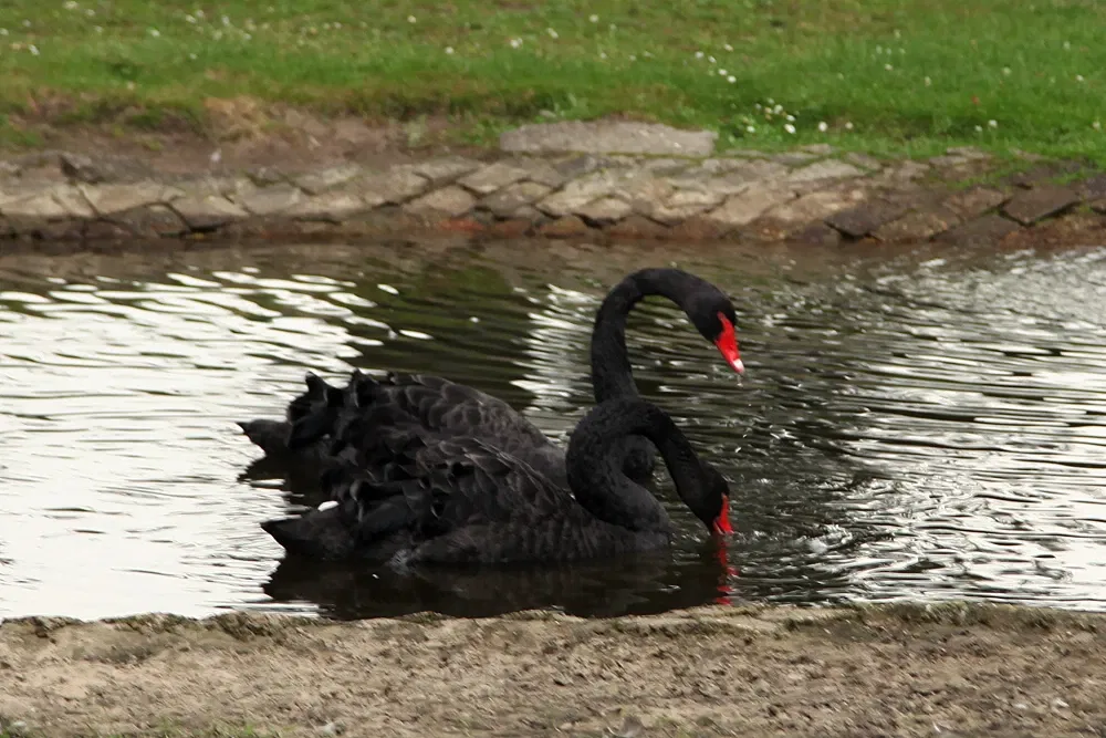 Wild and leisure park Ostrittrum