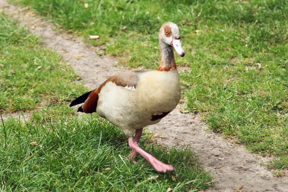 Wild and leisure park Ostrittrum