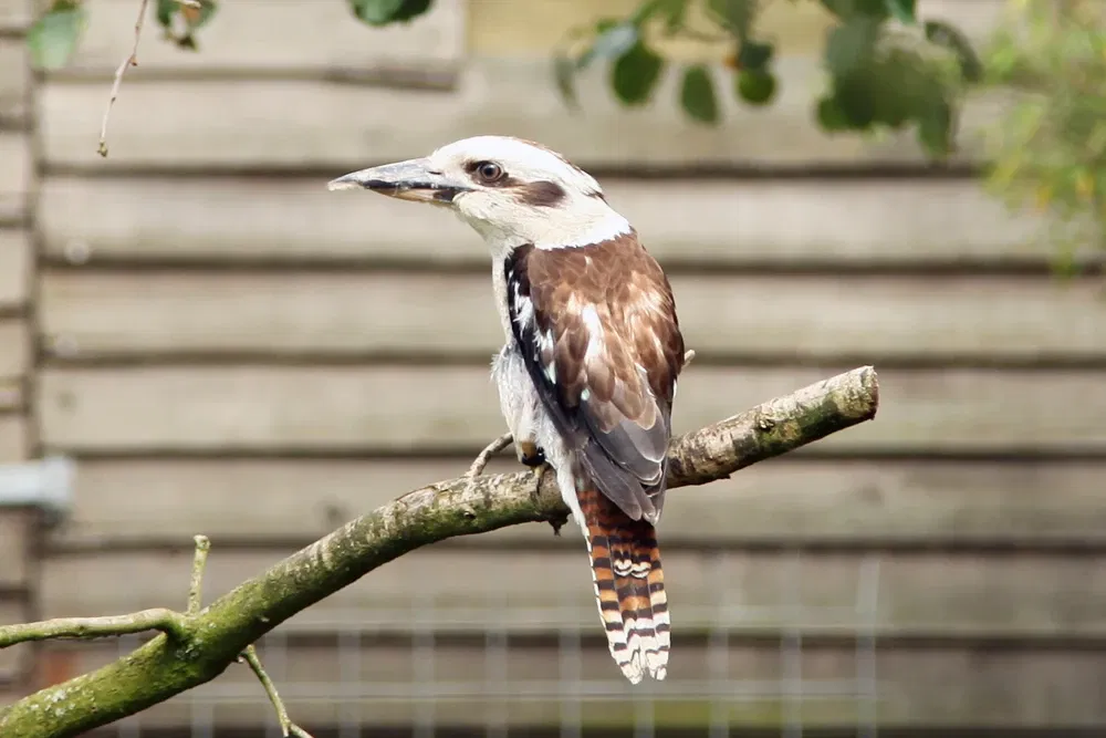 Wild and leisure park Ostrittrum