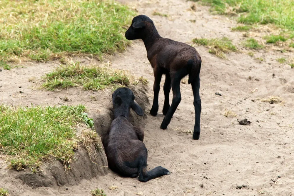 Wild- und Freizeitpark Ostrittrum