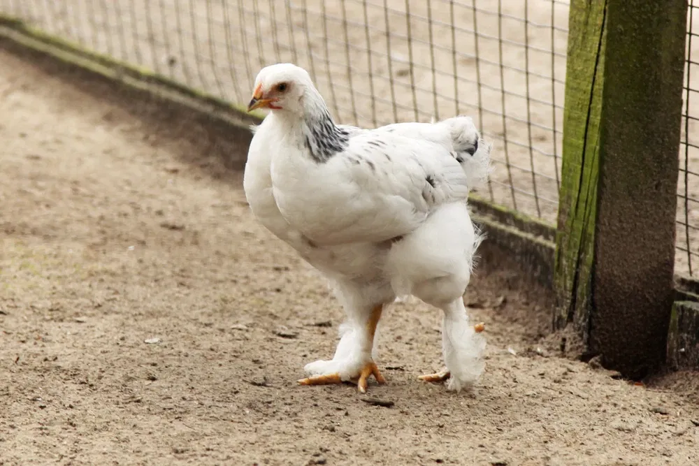 Wild- und Freizeitpark Ostrittrum
