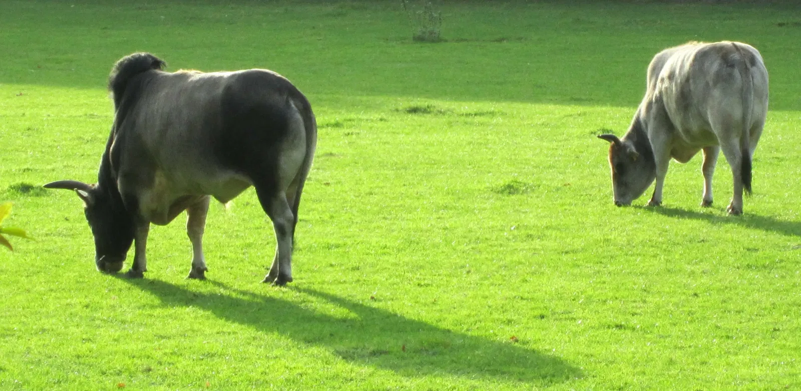 Wild- und Freizeitpark Ostrittrum