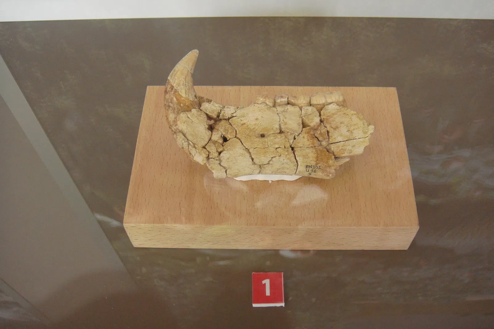 Museo Primeros Pobladores de Europa