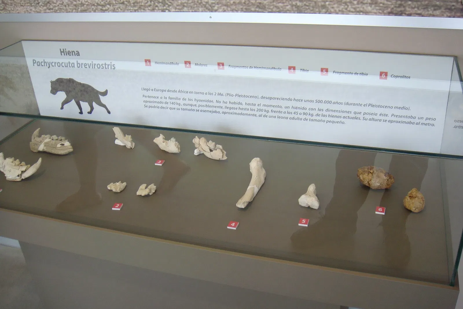 Museo Primeros Pobladores de Europa