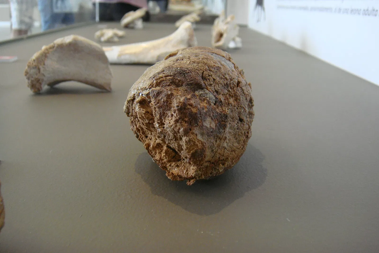 Museo Primeros Pobladores de Europa