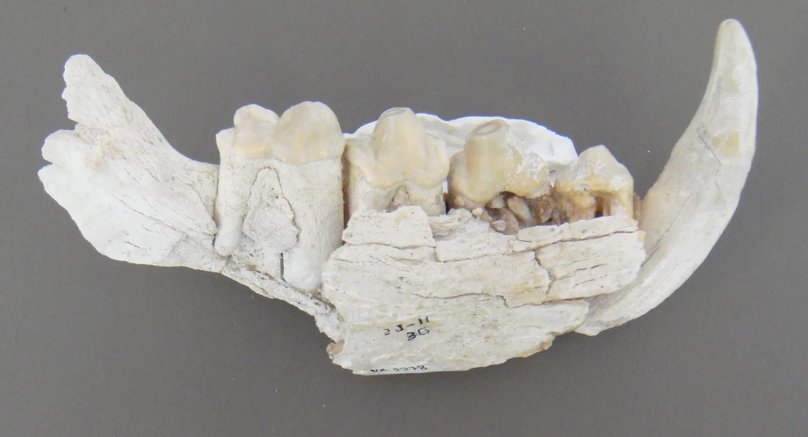 Museo Primeros Pobladores de Europa