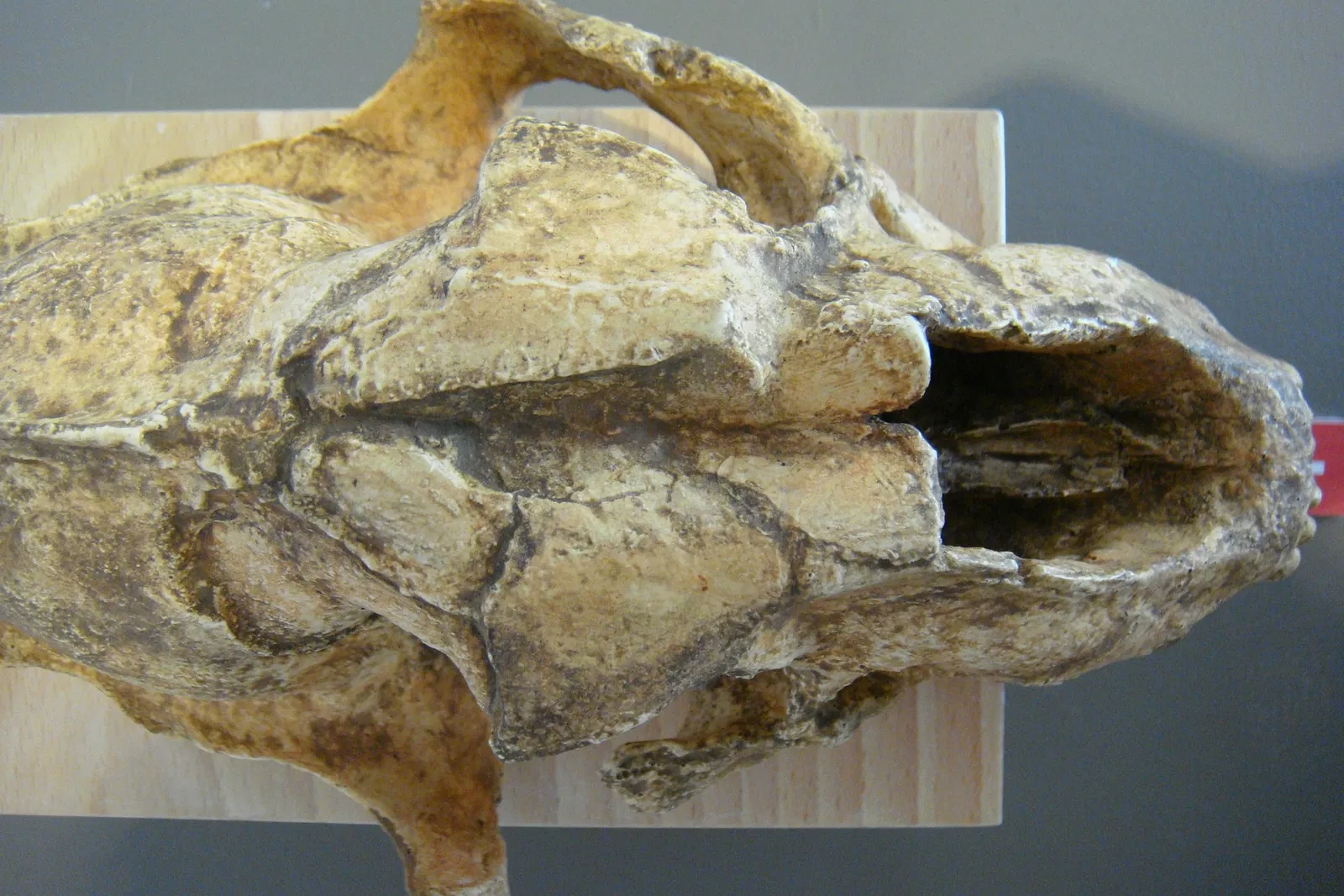 Museo Primeros Pobladores de Europa