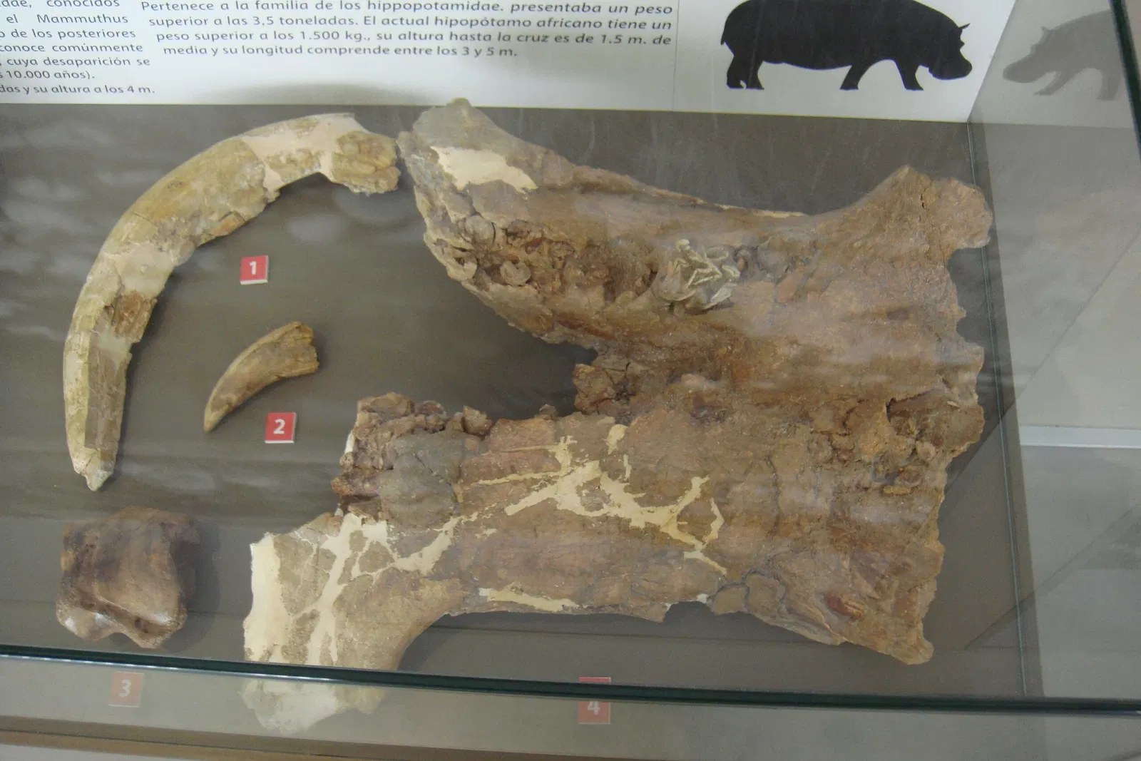 Museo Primeros Pobladores de Europa