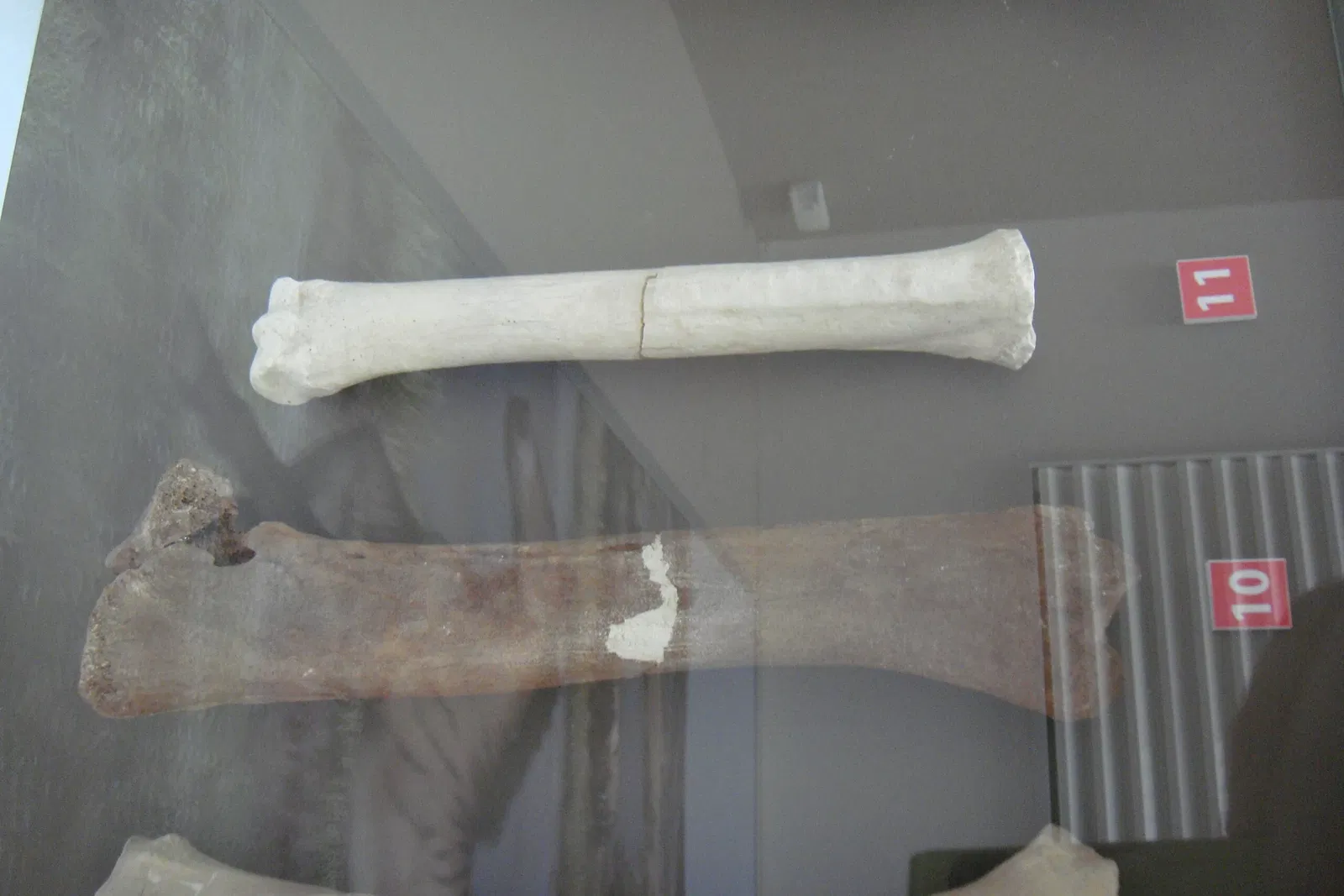 Museo Primeros Pobladores de Europa