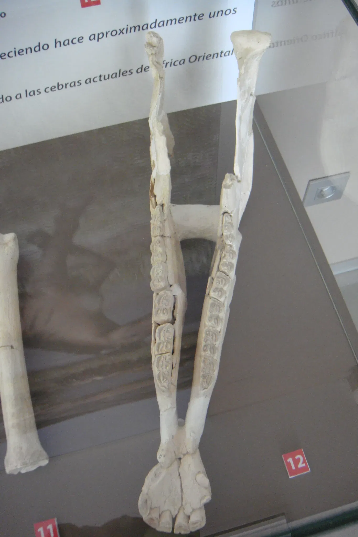 Museo Primeros Pobladores de Europa