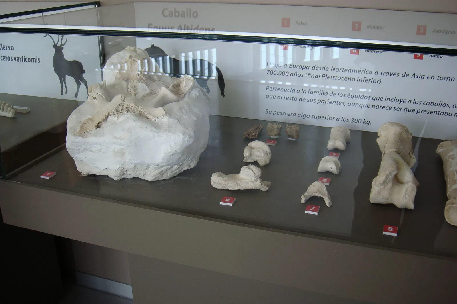 Museo Primeros Pobladores de Europa