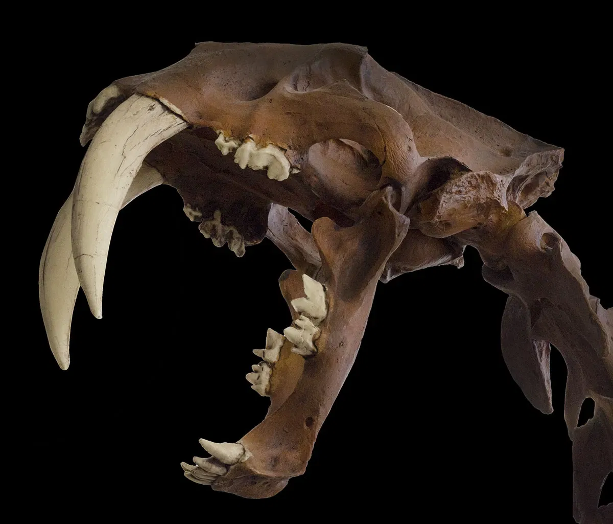 Museo Primeros Pobladores de Europa