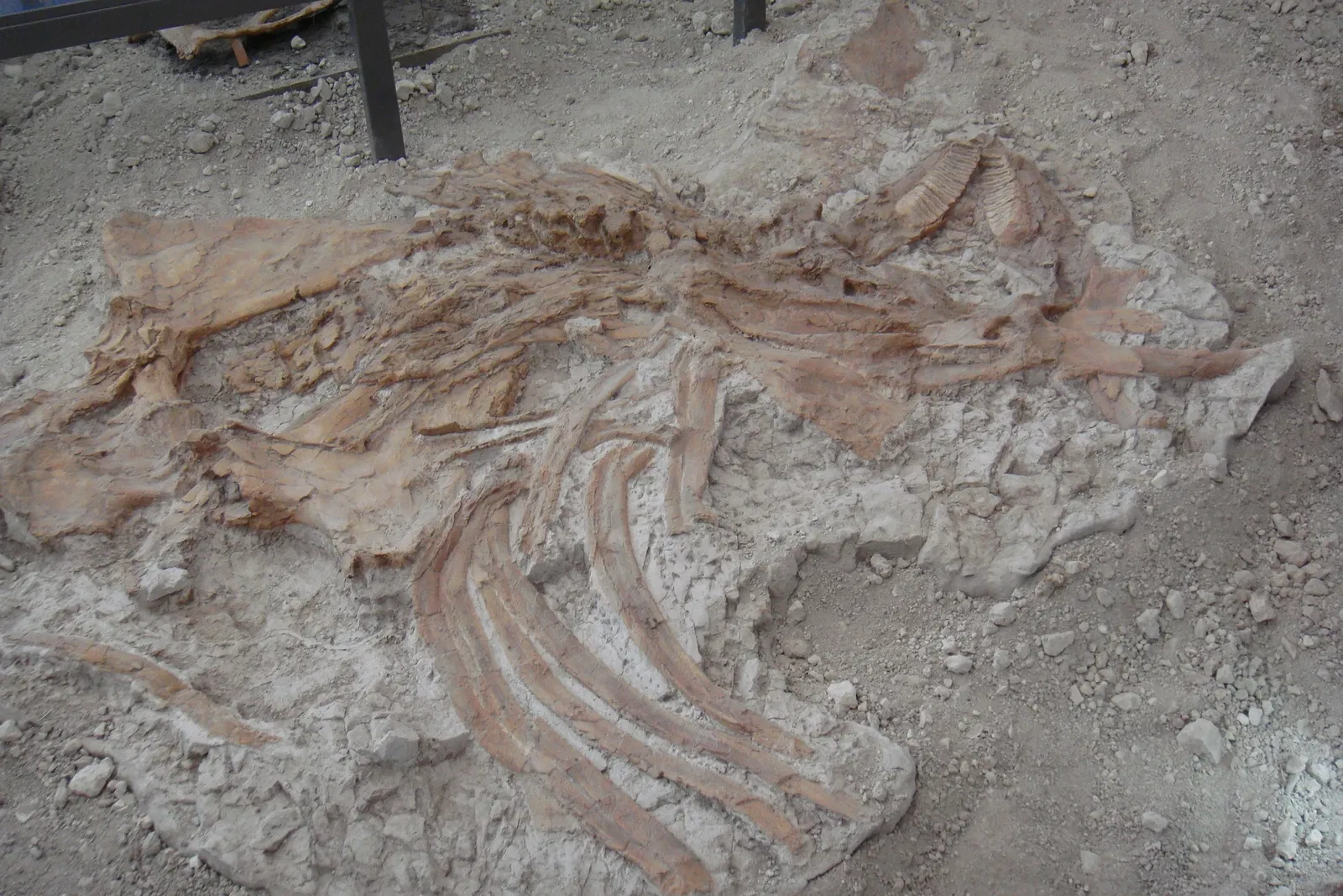 Museo Primeros Pobladores de Europa