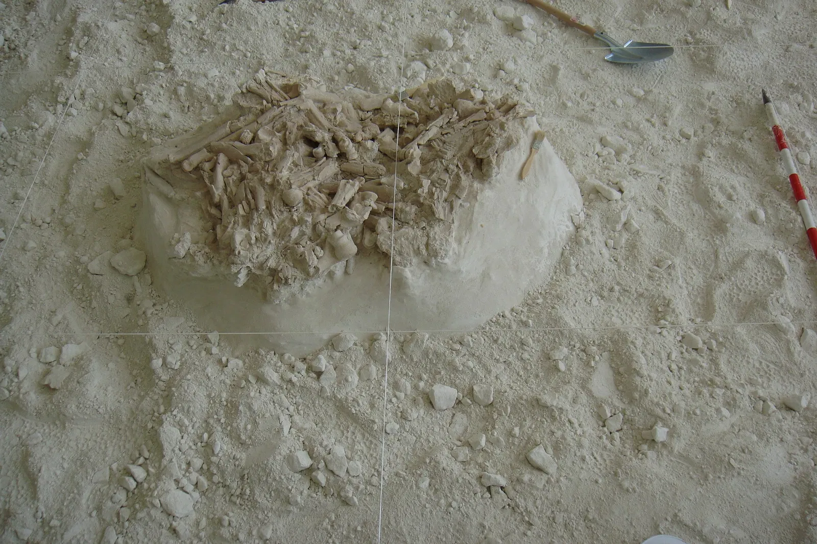 Museo Primeros Pobladores de Europa