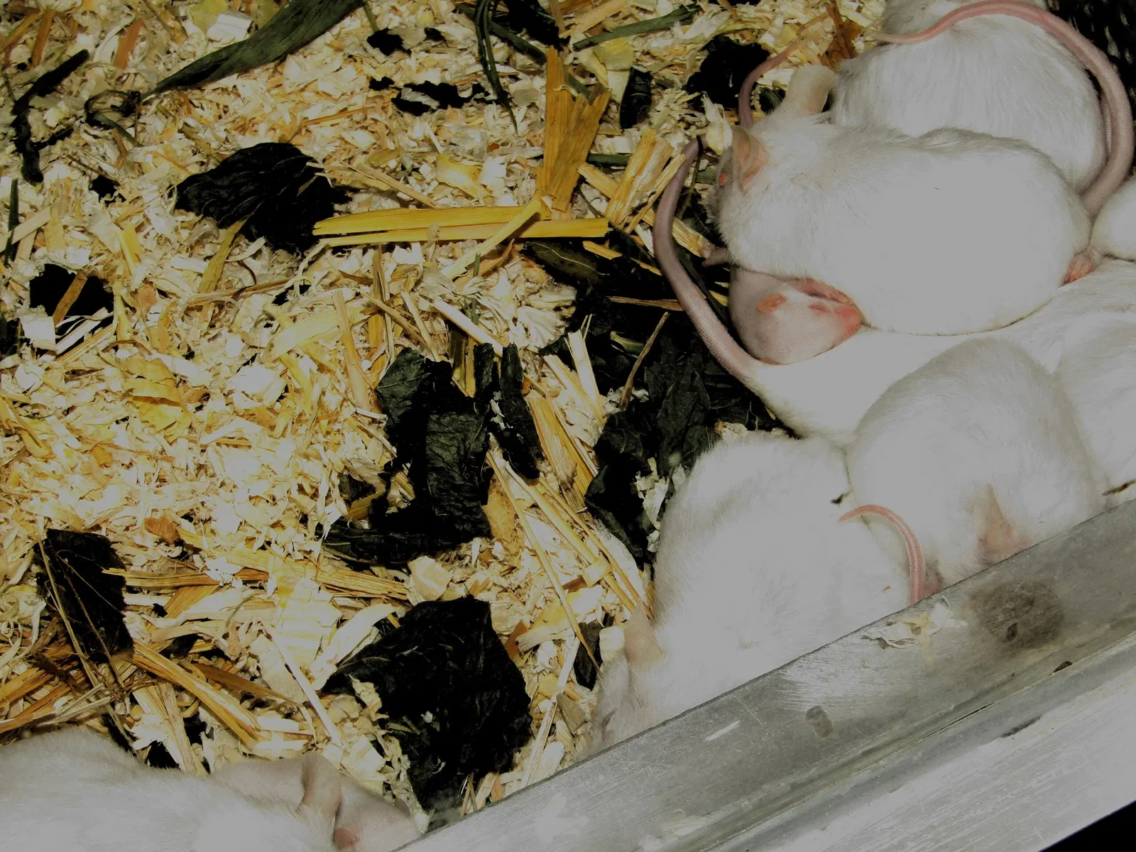 Tier-und Kulturpark Bischofswerda