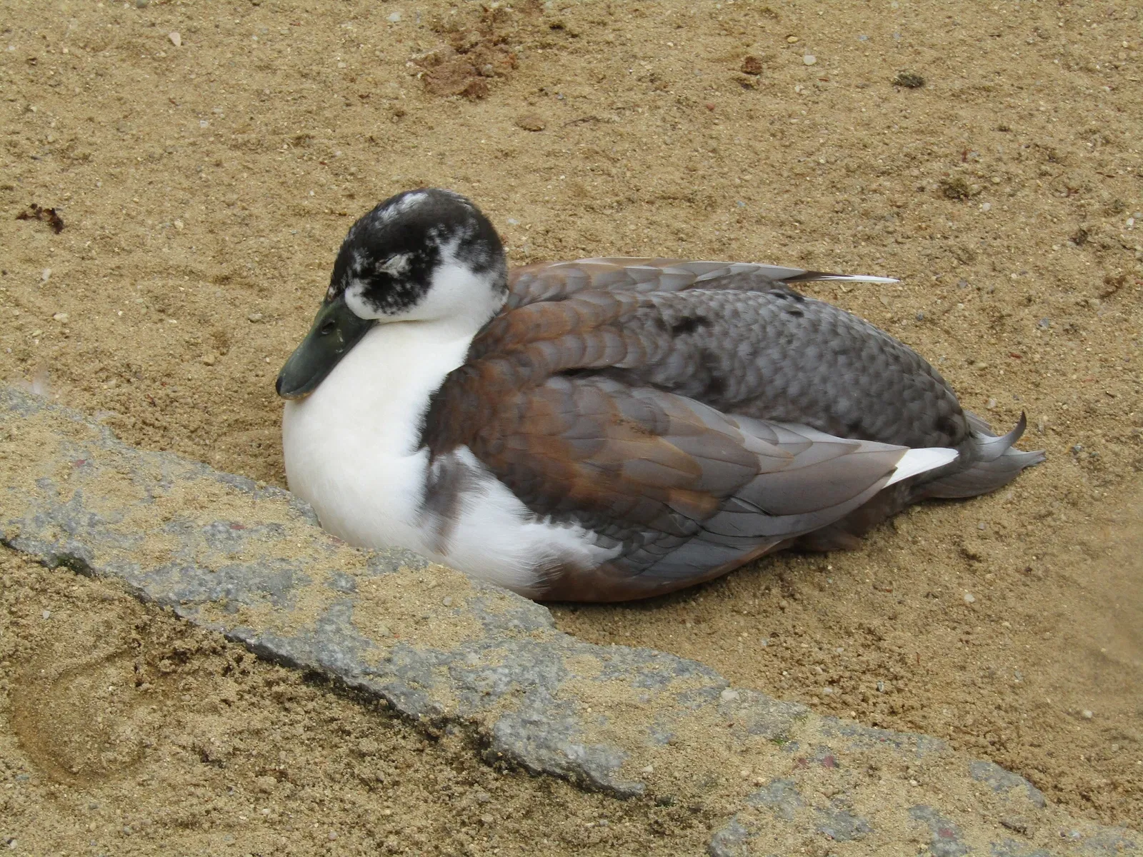 Tier-und Kulturpark Bischofswerda