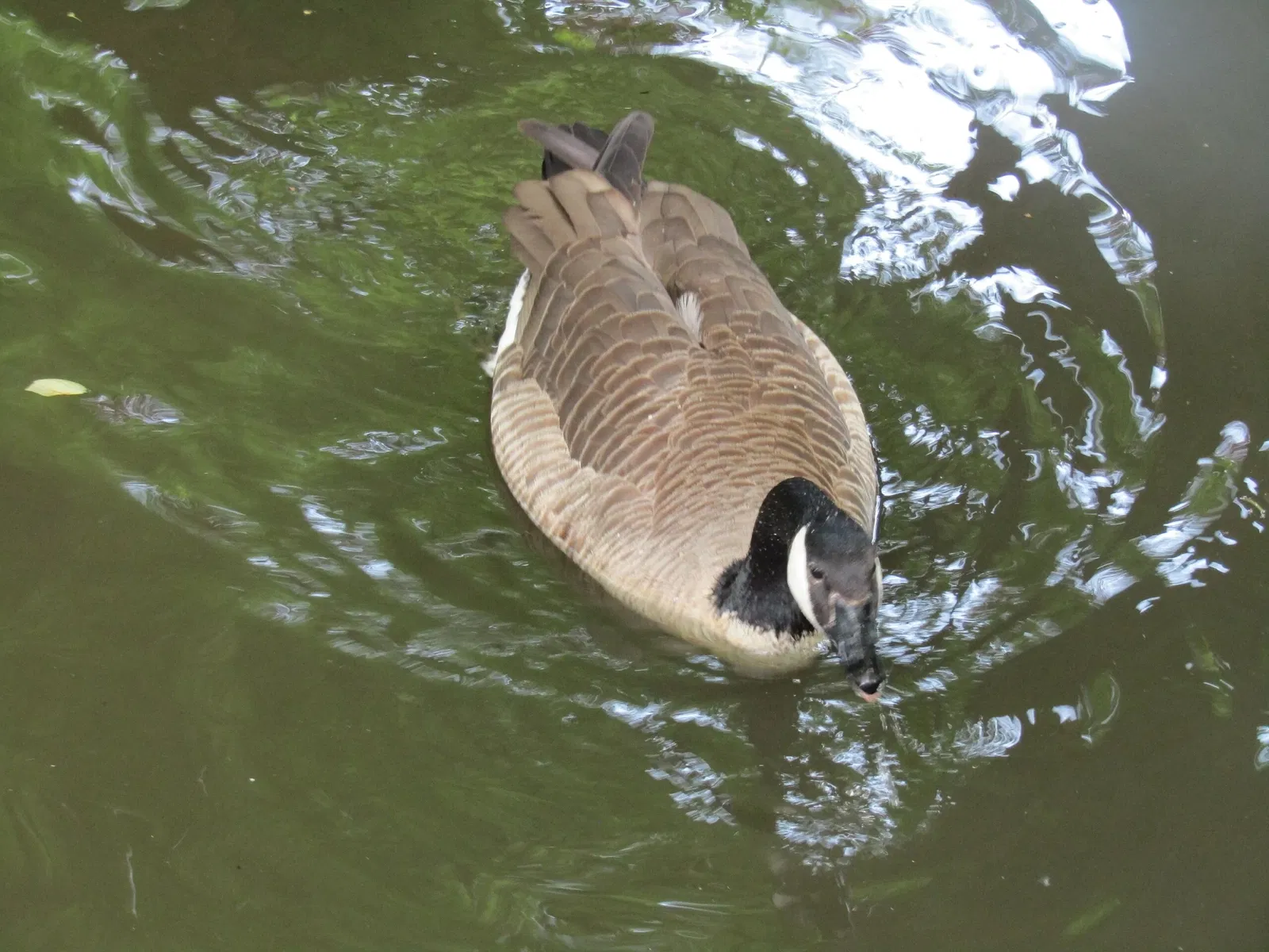 Tier-und Kulturpark Bischofswerda
