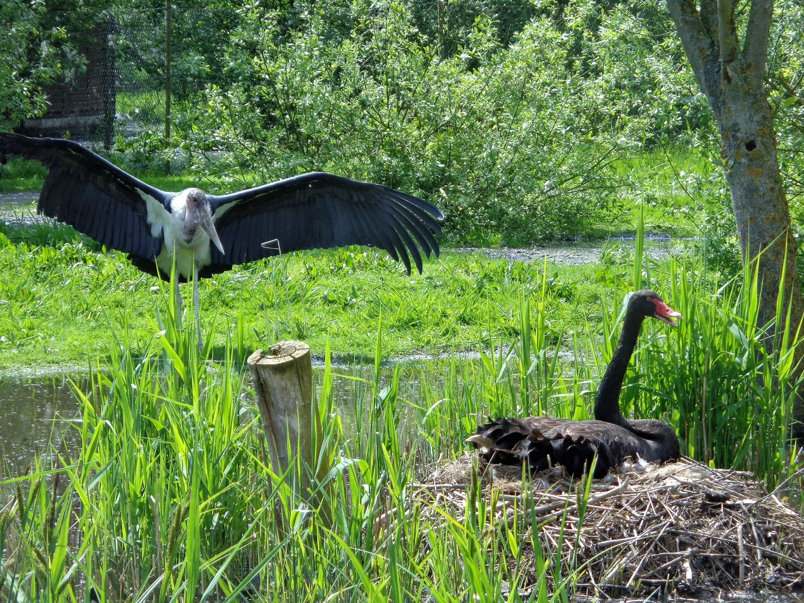 Bird Park Niendorf
