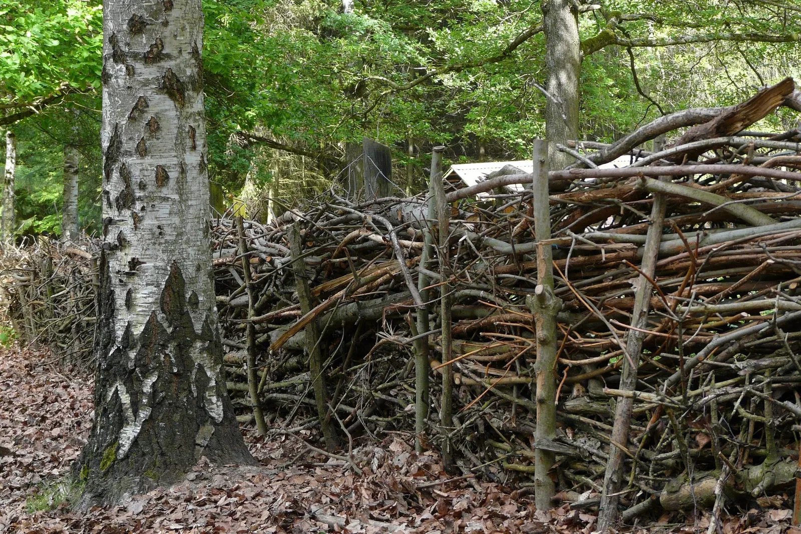 Wildpark Hundshaupten