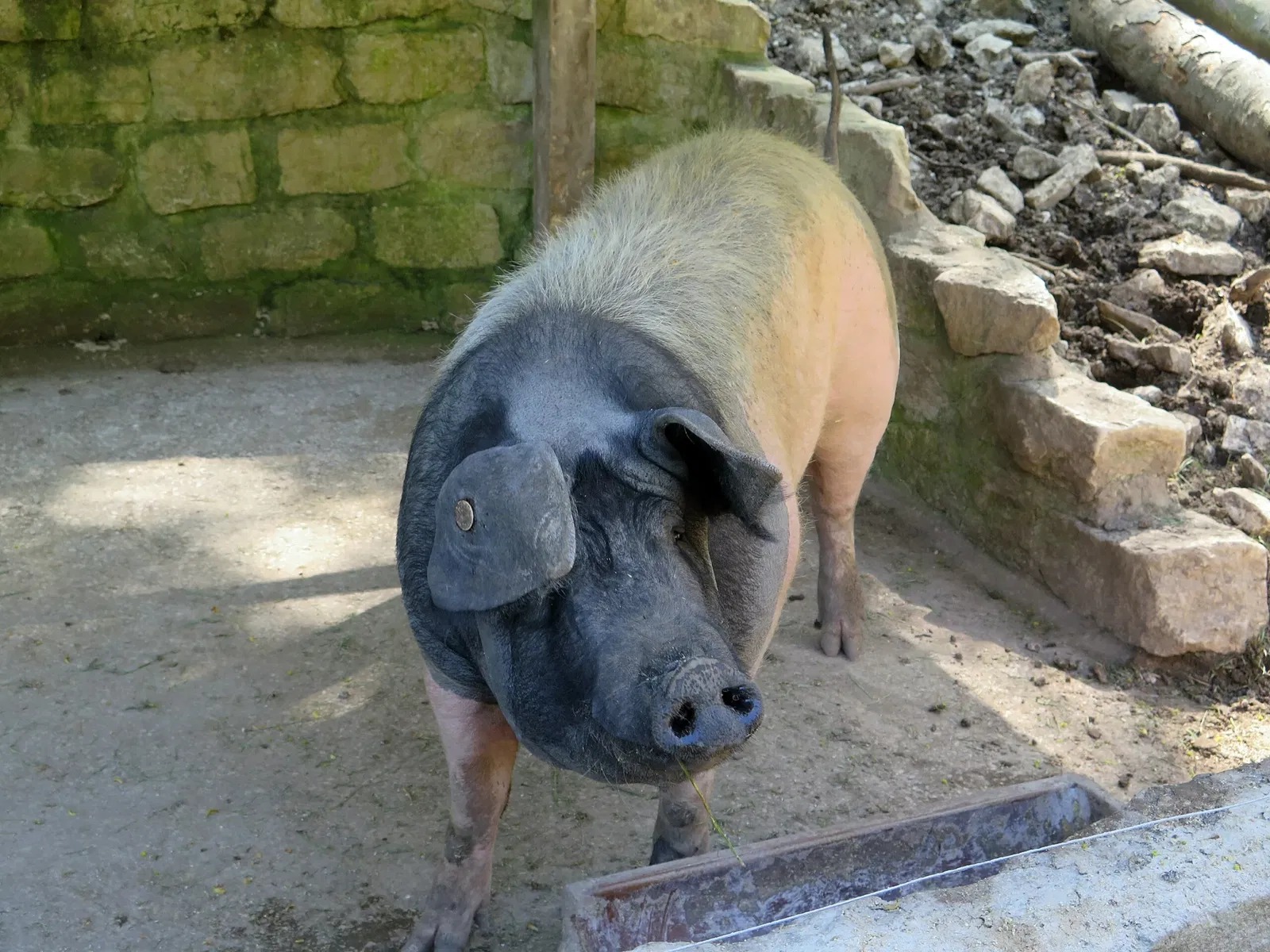 Wildpark Hundshaupten