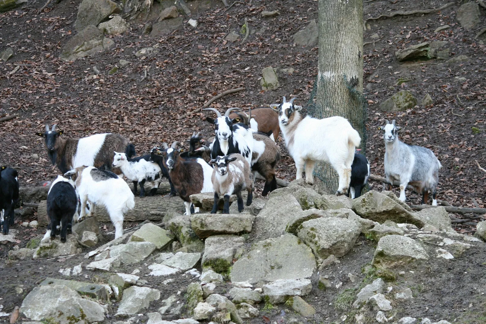 Wildpark Hundshaupten