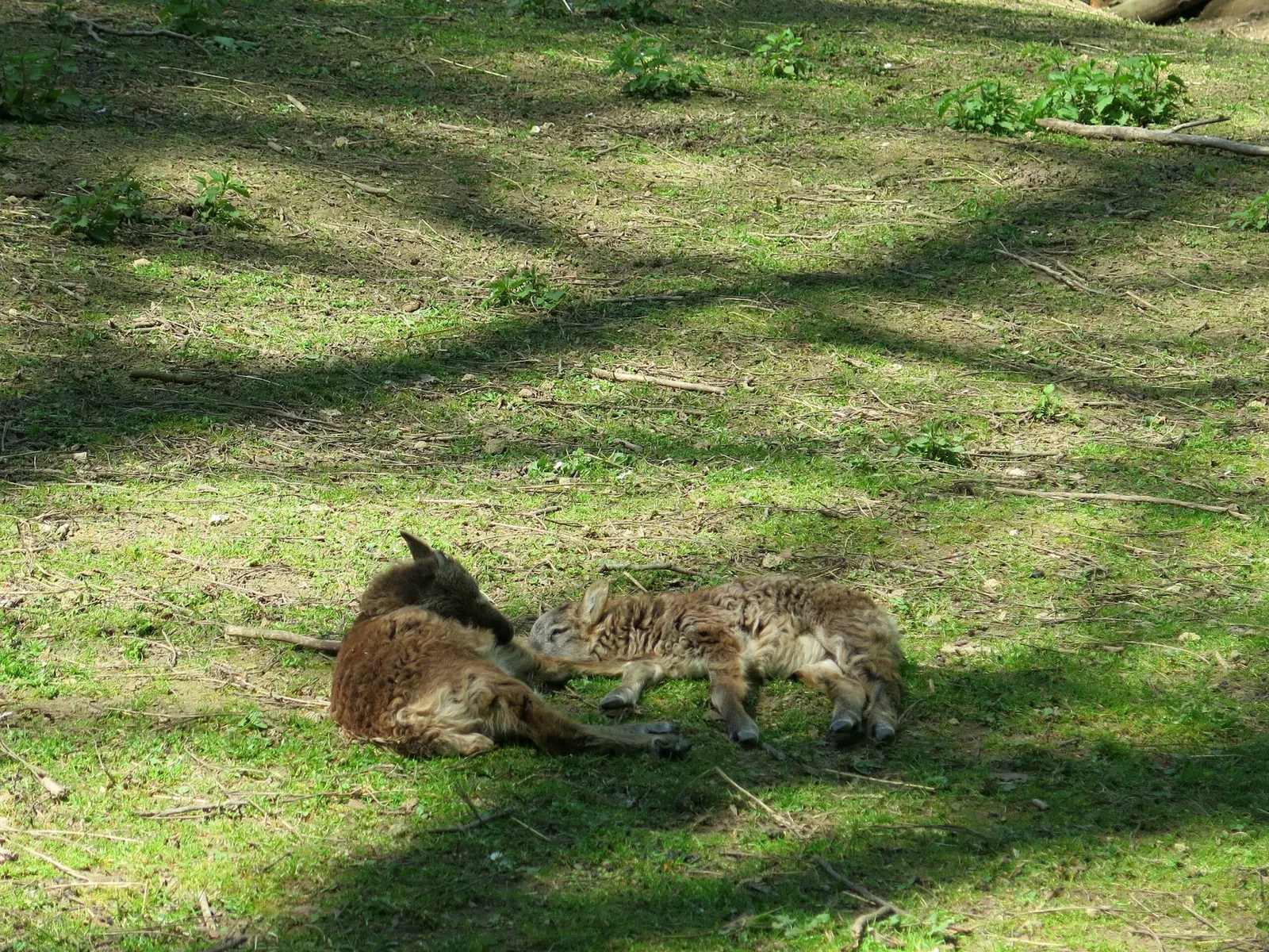 Wildpark Hundshaupten