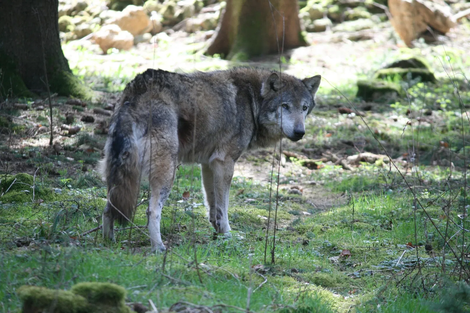 Wildpark Hundshaupten