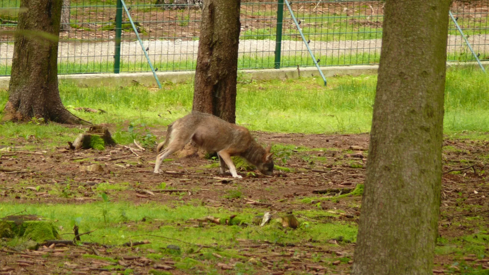 Wildpark Hundshaupten
