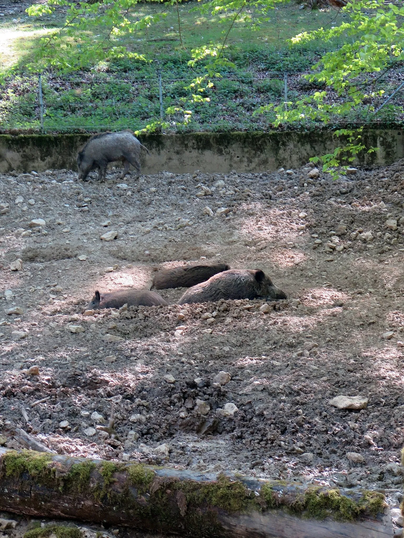 Wildpark Hundshaupten