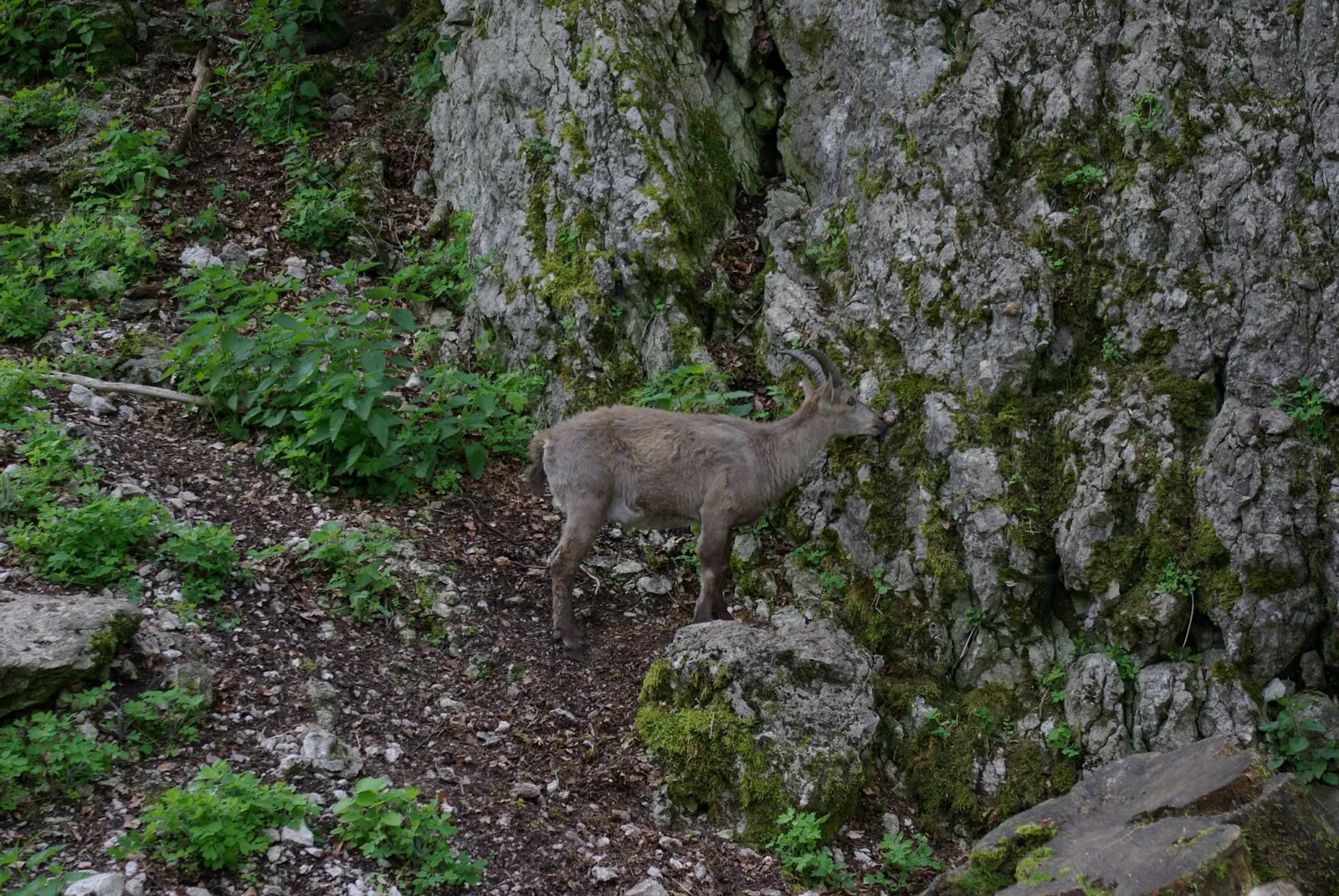 Wildpark Hundshaupten