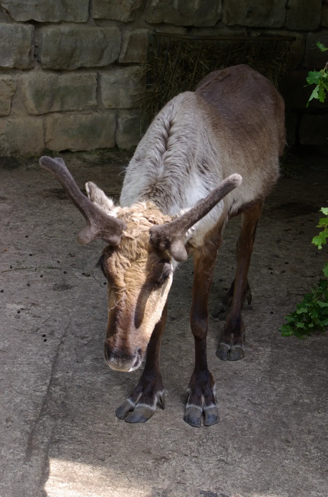 Wildpark Hundshaupten