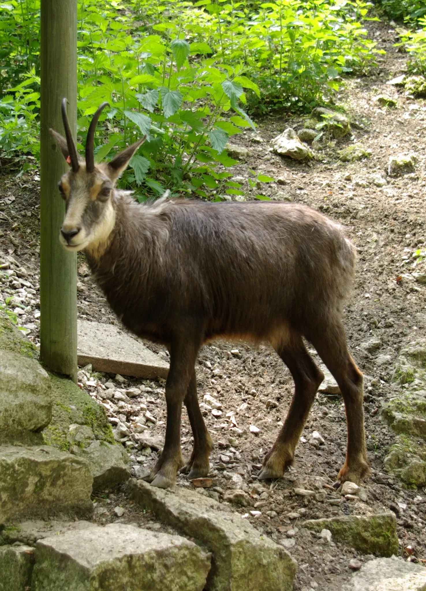 Wildpark Hundshaupten