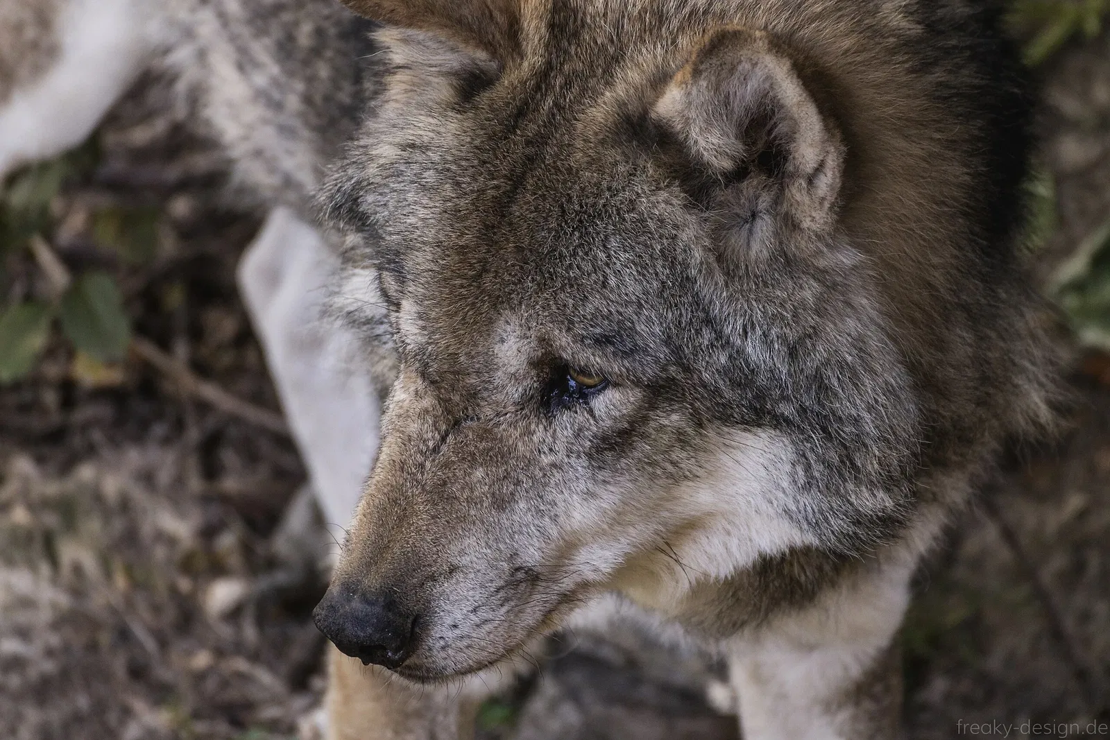 Wildpark Hundshaupten