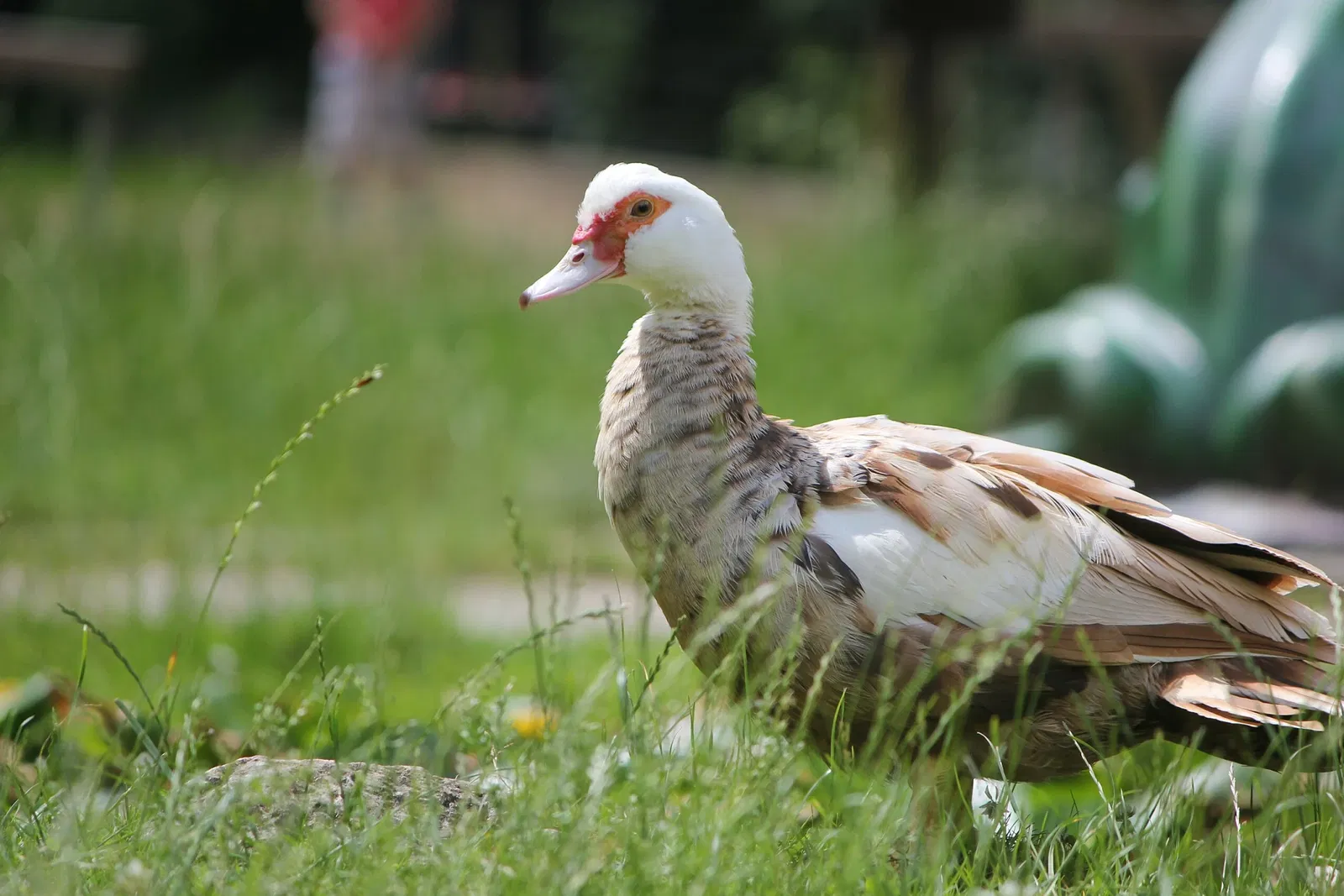 Wildpark Hundshaupten