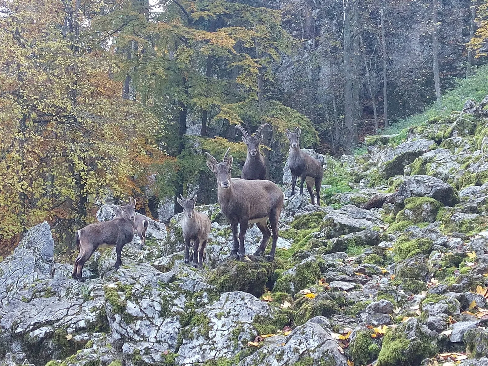 Wildpark Hundshaupten