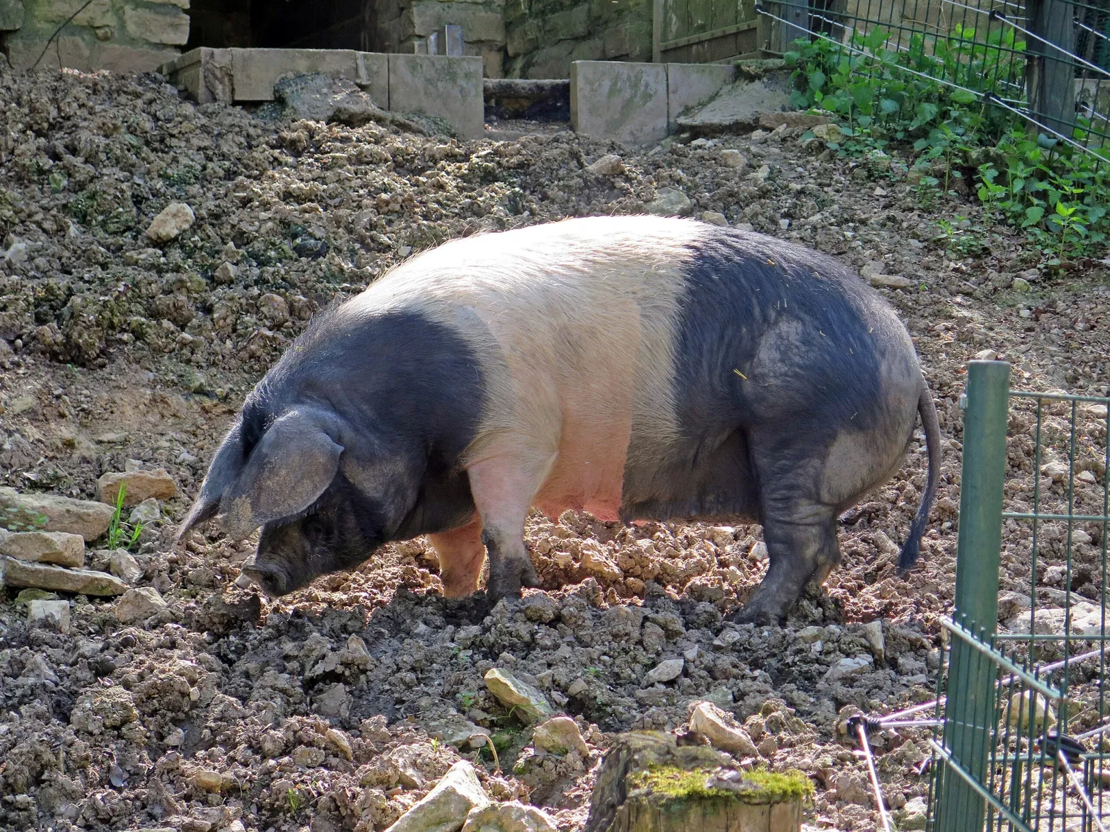 Wildpark Hundshaupten