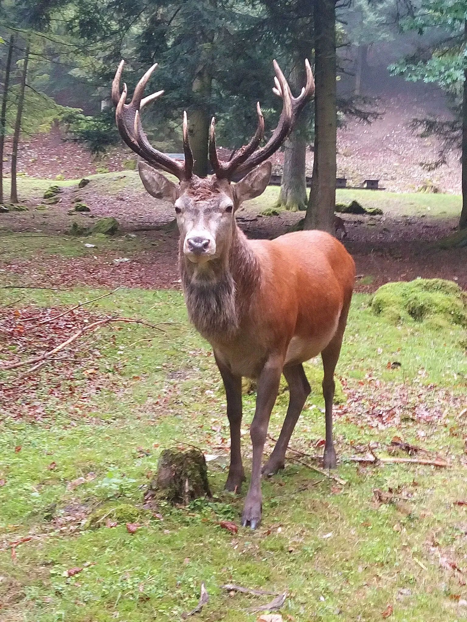 Wildpark Hundshaupten