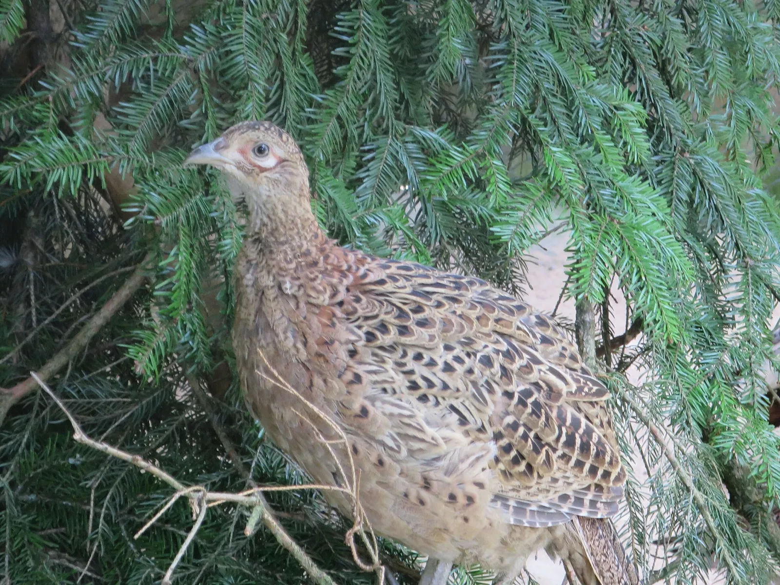 Wildpark Hundshaupten