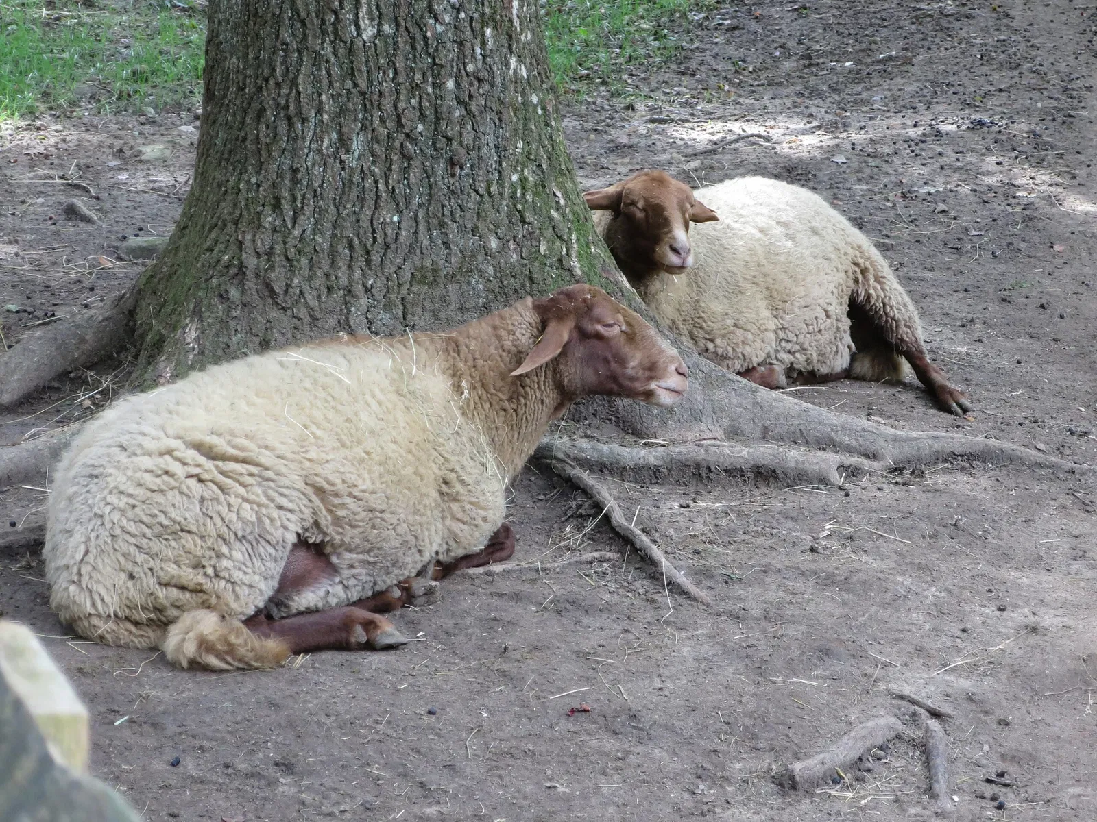 Wildpark Hundshaupten